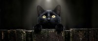 Black cat with striking yellow eyes peering over weathered wooden fence against dark background, suitable for pet, wildlife, and humorous content projects.