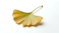 Single golden yellow ginkgo leaf with stem isolated on white background, autumn foliage for natural design projects and seasonal decorations.