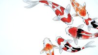 Colorful koi fish swimming in circular pattern on white background. Traditional Japanese carp illustration for zen meditation, feng shui decoration and oriental design.