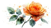 Delicate peach rose watercolor painting with green leaves and subtle orange splashes, soft artistic botanical illustration on white background for wall art.