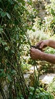 Mature male farmer harvesting long beans from climbing vine plants in lush garden setting with natural sunlight and blurred foliage background.