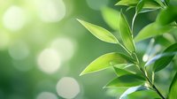 Fresh green plant leaves against blurred natural background with bokeh effect, suitable for environmental themes, wellness concepts, and organic product marketing.