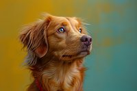 Nova Scotia Duck Tolling Retriever with bright blue eyes gazing upward against blurred yellow and turquoise background, portrait of red-haired dog with alert expression.