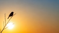 Bird silhouette perched on branch against golden sunset sky. Peaceful nature scene with warm orange and yellow gradient background for wildlife photography.