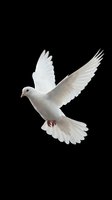 White dove flying with spread wings isolated on black background for peace and freedom concepts.