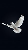 White dove flying with spread wings against dark background symbolizing peace, freedom and hope for spiritual and religious concepts.