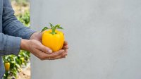 Farmer holding fresh yellow bell pepper in hands at harvest time in vegetable garden or farm field.