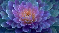 Vibrant purple and teal succulent flower with layered petals in gradient colors, botanical nature background for wellness and meditation designs.