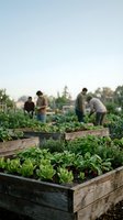 Community garden with diverse group of people tending raised wooden beds filled with fresh vegetables and greens, sustainable urban farming and local food production.