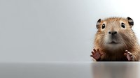 Curious prairie dog peeking over edge with paws visible, looking directly at camera against gray background. Close up portrait shows adorable expression.