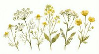 Collection of pressed yellow wildflowers and herbs arranged in botanical display on white background for natural design projects and crafts.