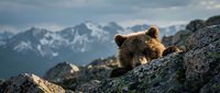 Brown bear cub perched on rocky mountain terrain with snow-capped peaks in background. Wildlife photography for nature and animal content.