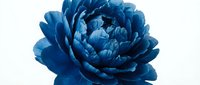 Blue peony flower bloom isolated on white background for floral design projects and botanical artwork applications.