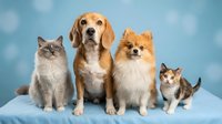 Adorable group of domestic pets sitting together on blue background. Mixed breed beagle dog with fluffy ragdoll cat, pomeranian and calico kitten family portrait.