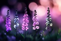 Delicate wildflowers bloom in soft purple and white hues against dreamy bokeh background creating romantic garden atmosphere for spring designs.