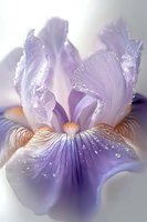 Delicate purple iris flower with water drops on petals in soft morning light, macro photography showing intricate details and gentle color transitions.