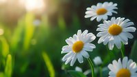 Fresh white daisies with yellow centers bloom in soft morning light against blurred green background, creating serene natural garden atmosphere.