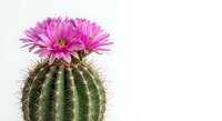 Blooming cactus with vibrant pink flowers on white background, isolated succulent plant for home decor and botanical design projects.