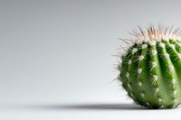 Round green cactus with sharp white thorns on light gray background with soft shadow, close up macro photography for botanical and nature design.