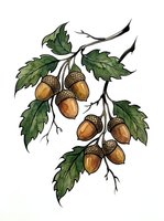 Oak acorns with green leaves on branches, isolated botanical illustration for design, clipart, and educational materials.