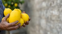 Farmer holding fresh yellow lemons in hands against blurred garden background, suitable for agriculture, food, harvest, and organic produce marketing materials.