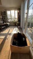 Black cat resting inside a cardboard box in a sunny living room with plants, wooden floor, and large windows casting warm light.