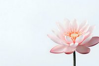 Pink lotus flower in full bloom against white background, delicate petals radiating from center, minimalist botanical composition with soft natural lighting.