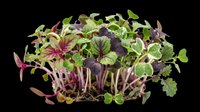 Microgreens mix with purple and green seedlings, soil root base, fresh sprouts isolated on transparent background, ready for culinary, health, nutrition, and organic food design projects.