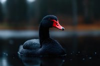 Black swan with distinctive red beak swimming in dark moody water at dusk, droplets glistening on feathers creating atmospheric nature scene.