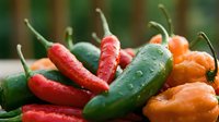 Fresh colorful hot chili peppers with water drops, mix of red, green and orange varieties, close-up harvest shot for food and cooking projects.
