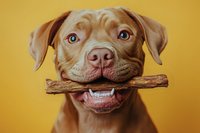 Playful brown pit bull type dog holding wooden stick in mouth against yellow background, close up portrait showing expressive eyes and friendly expression.