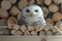 White snowy owl with striking yellow eyes perched among wooden logs and kindling, perfect for wildlife photography and nature-themed designs.