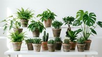 Collection of various green houseplants in natural woven baskets arranged on white shelf for modern home decor and indoor gardening lifestyle.