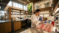 Female scientist in white lab coat examining meat samples in modern food safety laboratory for quality control and research testing.