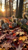 Three gray squirrels foraging among colorful autumn leaves in forest with warm golden sunlight filtering through trees creating magical fall atmosphere.