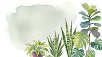 Watercolor houseplants collection with snake plant and tropical foliage on soft green background for home decor and botanical design projects.