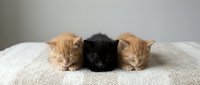 Three adorable newborn kittens sleeping peacefully on soft white fabric. Two orange tabby and one black kitten resting together for pet care content.