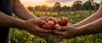 Farmers hands sharing fresh ripe tomatoes at sunset in organic vegetable garden. Agricultural harvest concept for healthy eating and sustainable farming.