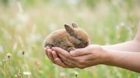 Young brown rabbit held gently in cupped hands against blurred green grass background, suitable for wildlife, pet care, animal welfare and children's educational content.