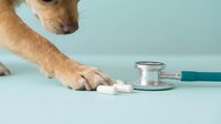 Dog receiving medication pills from veterinarian's hand during medical examination or treatment session in clinic setting.