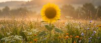 Bright sunflower stands tall in a wildflower meadow at golden sunrise, warm light glowing through misty summer morning landscape.