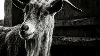 Closeup portrait of a bearded goat with long horns standing against a rustic wooden fence, captured in black and white for farm and agricultural themes.