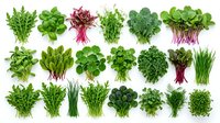 Fresh green leafy vegetables and herbs collection isolated on white background for healthy cooking and nutrition concepts.