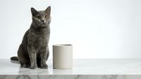 Gray Chartreux cat sitting beside a minimalist ceramic cup on a marble surface, white background, calm and elegant pet lifestyle scene.