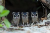 Three adorable baby squirrels sitting together in natural woodland habitat with green foliage and tree bark creating cozy forest den environment.
