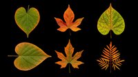 Autumn leaves collection featuring heart-shaped and maple foliage in warm fall colors. Isolated on transparent background, ready for t-shirt design, clipart, stickers, sublimation and print-on-demand projects.