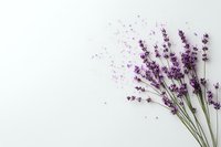 Fresh lavender sprigs arranged on white background with scattered purple petals creating minimalist botanical composition for wellness and spa designs.