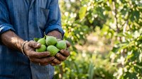 Farmer holding freshly harvested green mangoes in hands at orchard, agriculture and farming produce concept for commercial use.