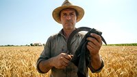 Mature Caucasian farmer in straw hat holding harvested wheat grain in golden field during harvest season showcasing agricultural success and farming expertise.