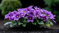 Vibrant purple balloon flowers blooming in garden soil with dark green foliage, creating natural border arrangement against blurred background. For garden design and landscaping.